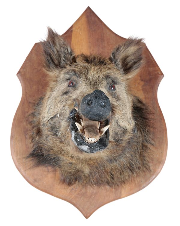 TAXIDERMY: A BOAR'S HEAD