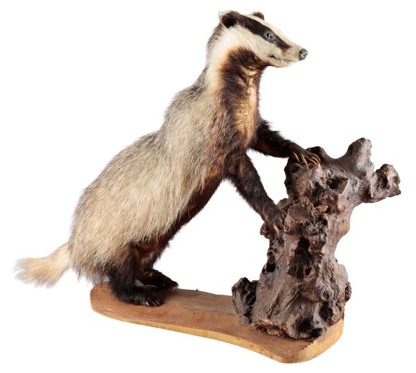 TAXIDERMY: A BADGER