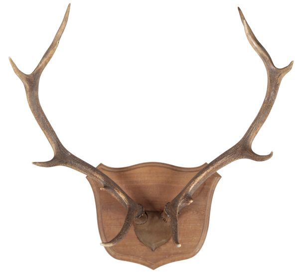 TAXIDERMY: A PAIR OF RED STAG ANTLERS