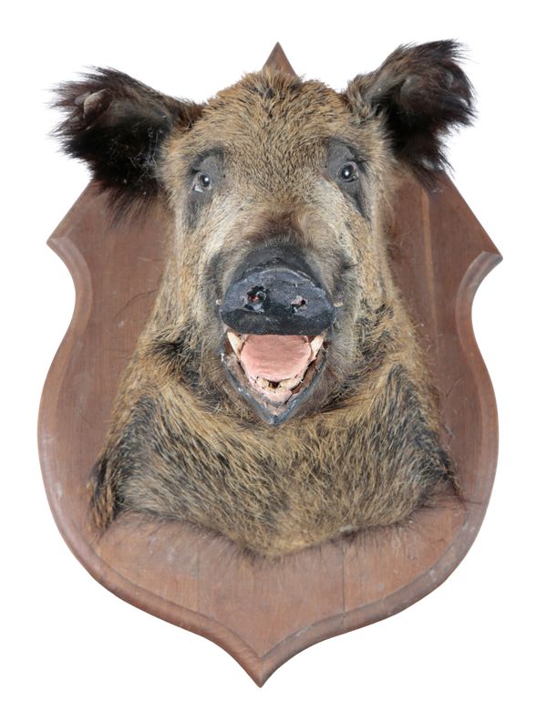 TAXIDERMY: A WILD BOAR NECK MOUNT