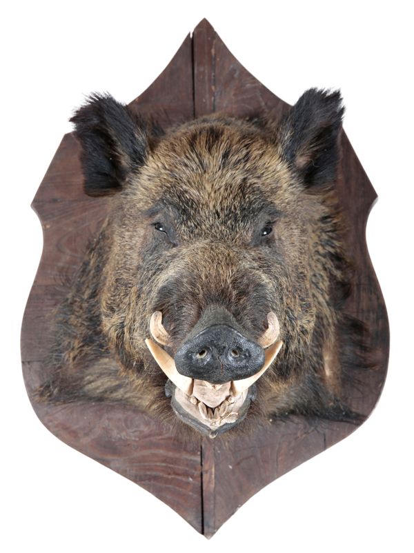 TAXIDERMY: A WILD BOAR NECK MOUNT