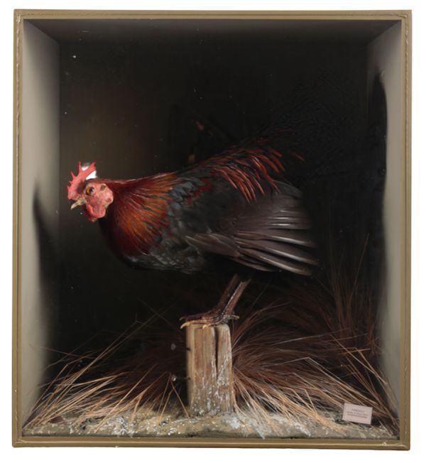 TAXIDERMY: A COCKEREL