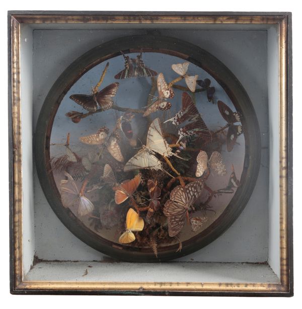 TAXIDERMY: A VICTORIAN DISPLAY CASE