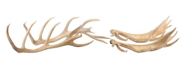 FOUR SETS OF RED STAG ANTLERS