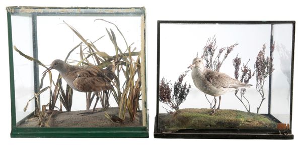 TAXIDERMY: A CORN CRAKE BY ROWLAND WARD OF LONDON
