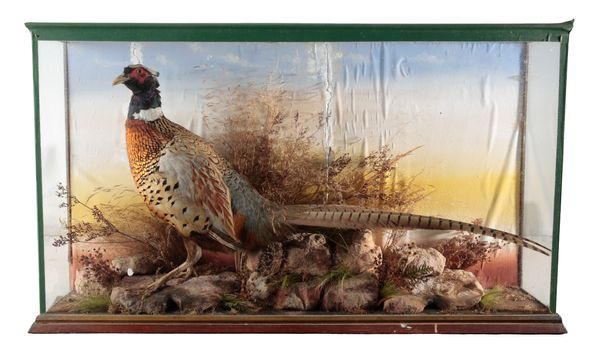 TAXIDERMY: A COCK PHEASANT
