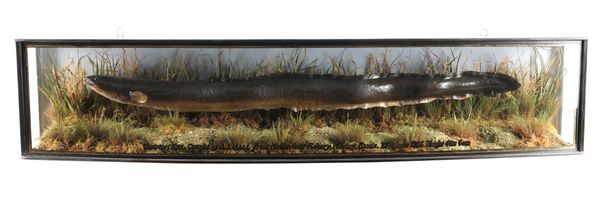 TAXIDERMY: A COMMON EEL BY A. J. HALL OF ESSEX