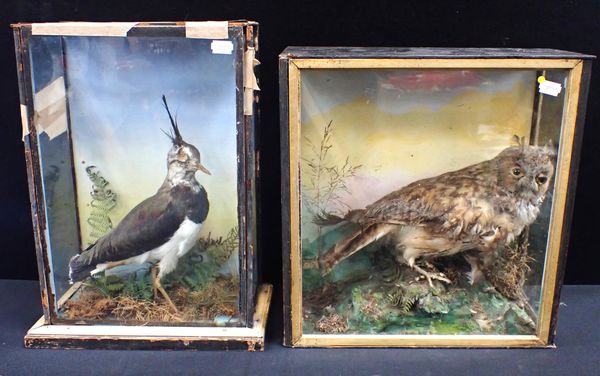 TAXIDERMY: A LAPWING AND A LONG-EARED OWL