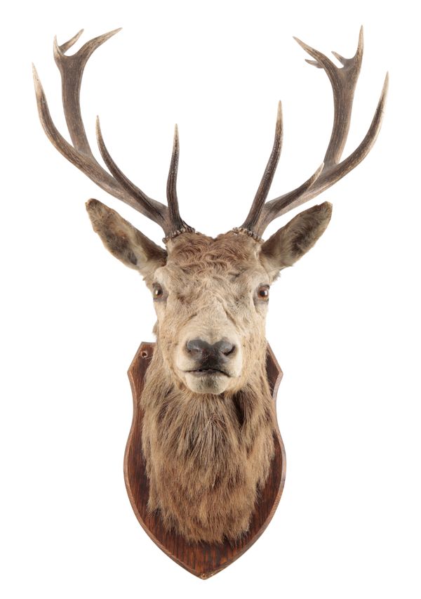 TAXIDERMY: A RED DEER STAG NECK MOUNT