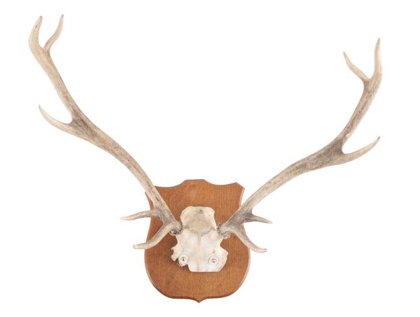 TAXIDERMY: A PAIR OF RED DEER ANTLERS