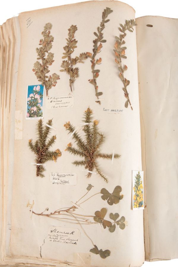 AN 1885 ALBUM OF PRESSED FLOWERS