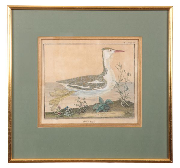 AFTER FRANCOIS NICHOLAS MARTINET (1725/31-1804) A series of bird studies