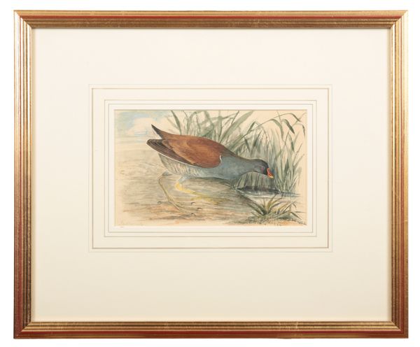 JOHN COTTON (1801-1849) A collection of 25 studies of birds