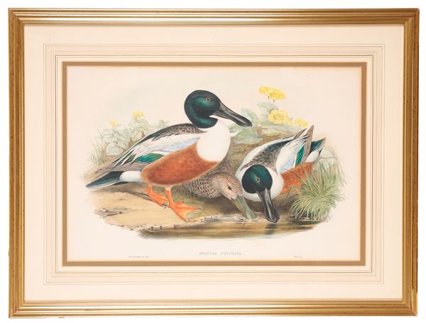 JOHN GOULD (1804-1881) Studies of ducks