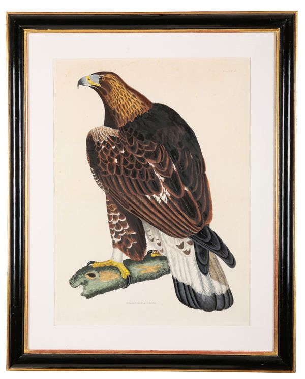 PRIDEAUX JOHN SELBY (1788-1867) 'Golden Eagle, Young (Plate II)'