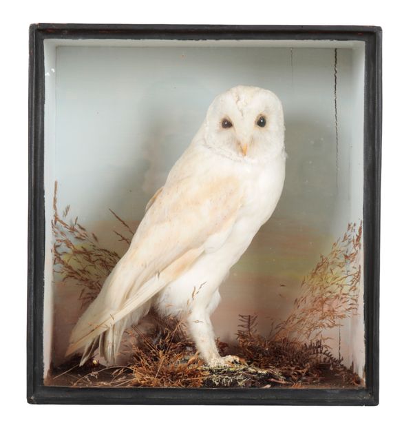 A VICTORIAN CASED BARN OWL