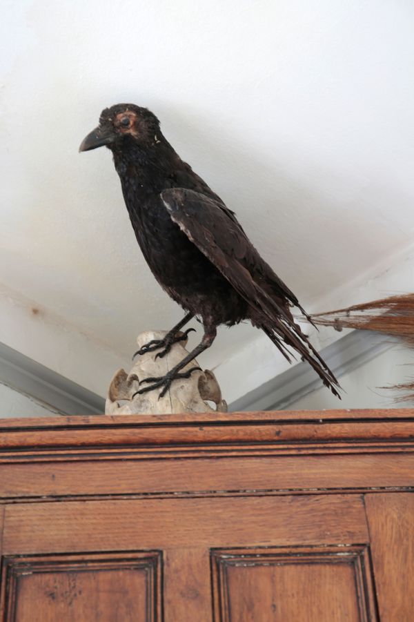 TAXIDERMY: A CROW