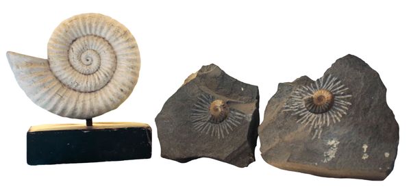 TWO CALCITE AMMONITES (PROMICROCERAS PLANICOSTA)