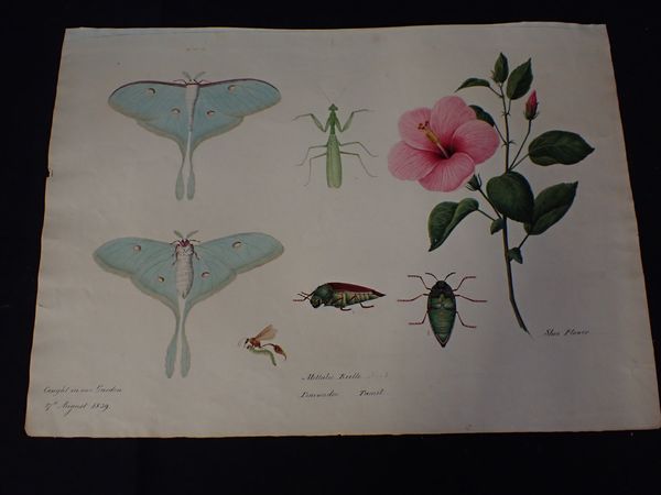 A 19th CENTURY NATURE STUDY PAINTING