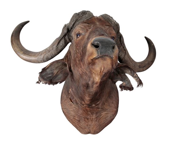 TAXIDERMY: A CAPE BUFFALO NECK MOUNT