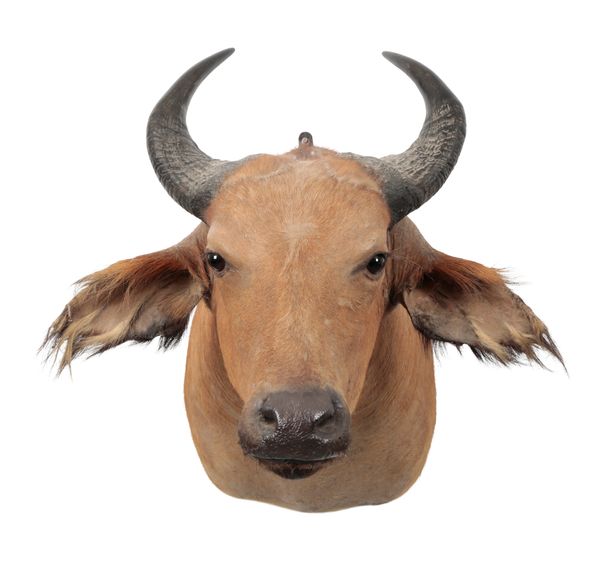 TAXIDERMY: A DWARF FOREST BUFFALO NECK MOUNT