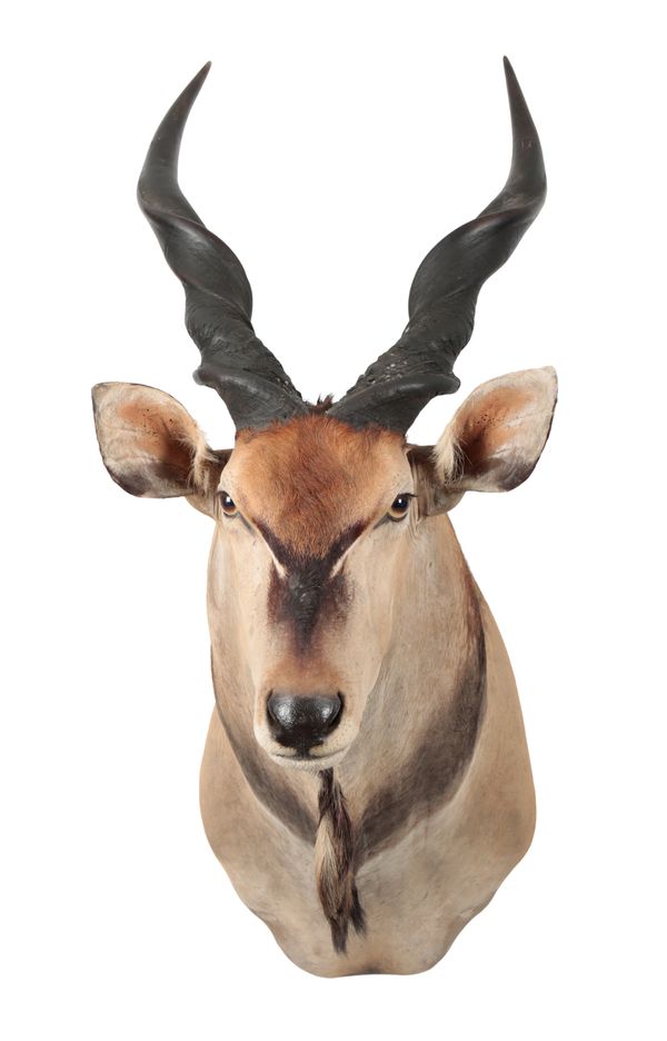 TAXIDERMY: A GIANT ELAND NECK MOUNT