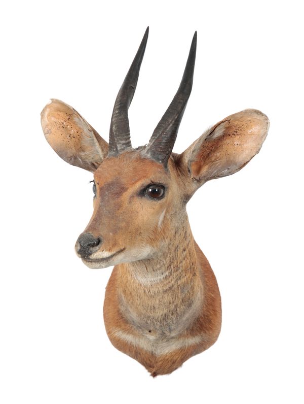 TAXIDERMY: A HARNESSED BUSH BUCK NECK MOUNT