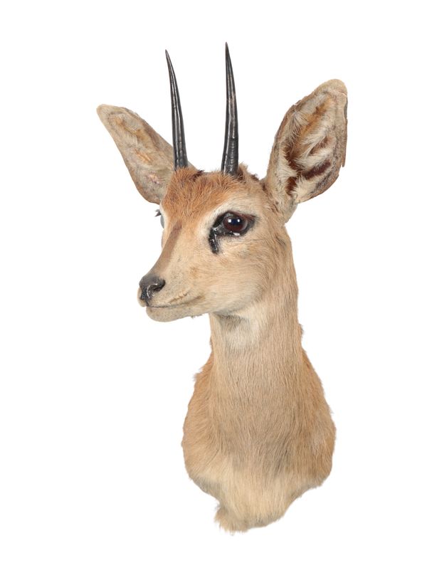 TAXIDERMY: AN STEENBOK NECK MOUNT