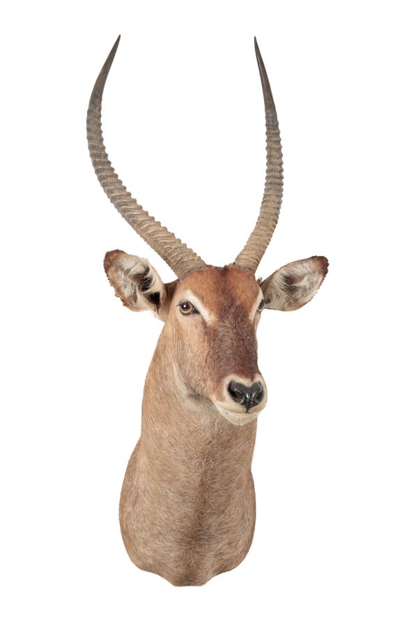 TAXIDERMY: A SING-SING WATERBUCK NECK MOUNT