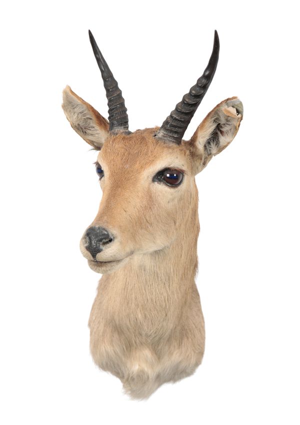 TAXIDERMY: A MOUNTAIN REEDBUCK NECK MOUNT