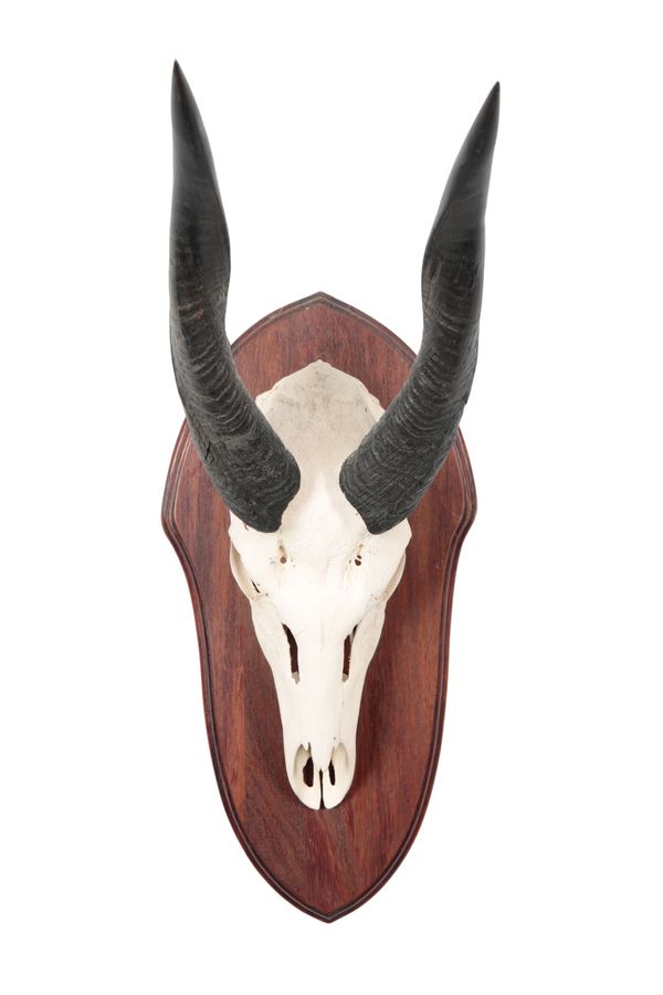 TAXIDERMY: A CAPE BUSHBUCK SKULL MOUNT