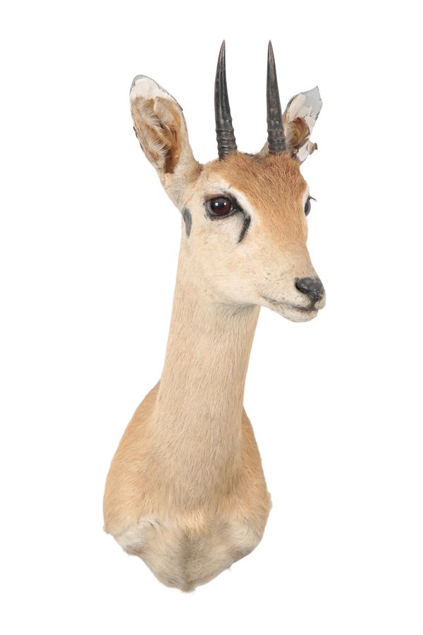 TAXIDERMY: A ORIBI NECK MOUNT