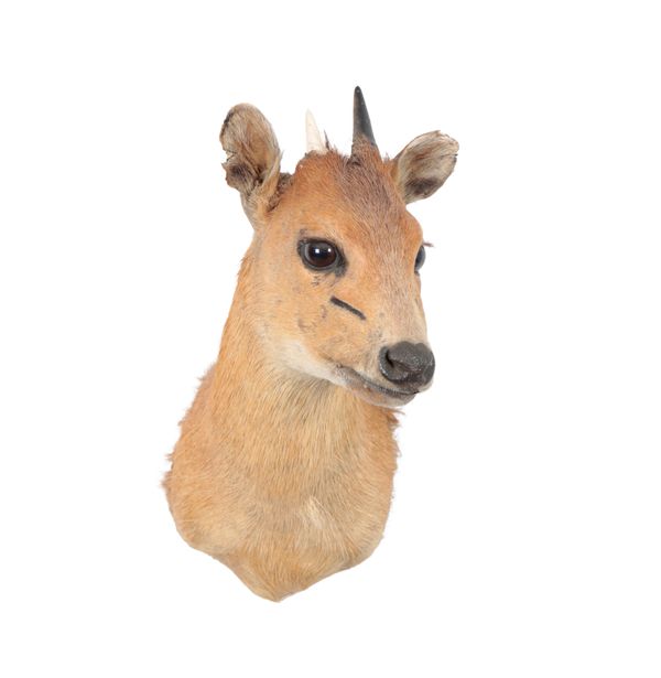 TAXIDERMY: A RED DUIKER NECK MOUNT