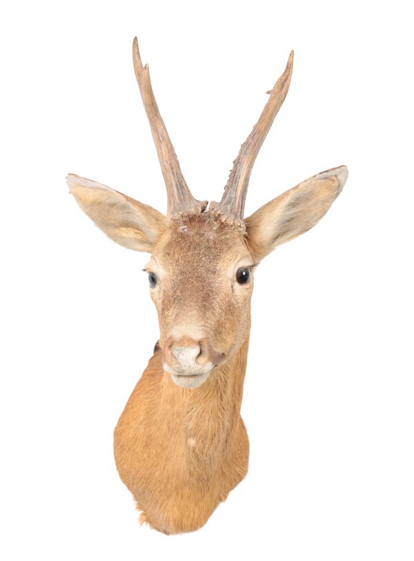 TAXIDERMY: A ROE DEER NECK MOUNT