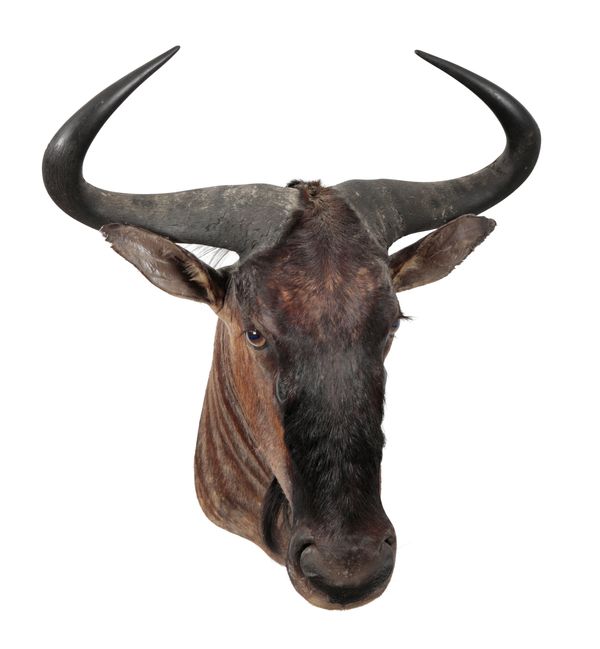 TAXIDERMY: A BLACK WILDEBEEST NECK MOUNT