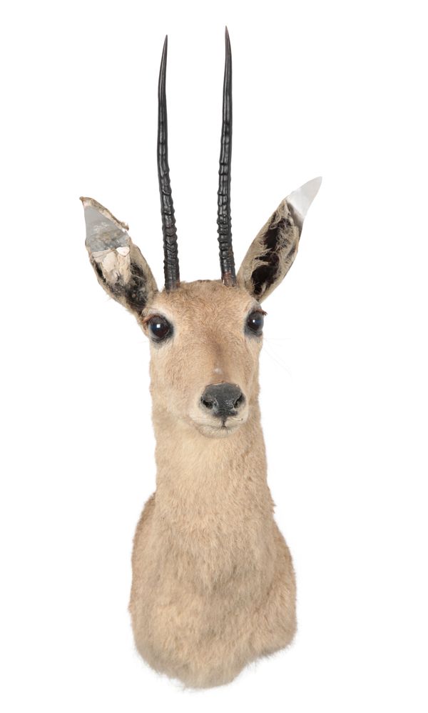 TAXIDERMY: A VAAL RHEBUCK NECK MOUNT