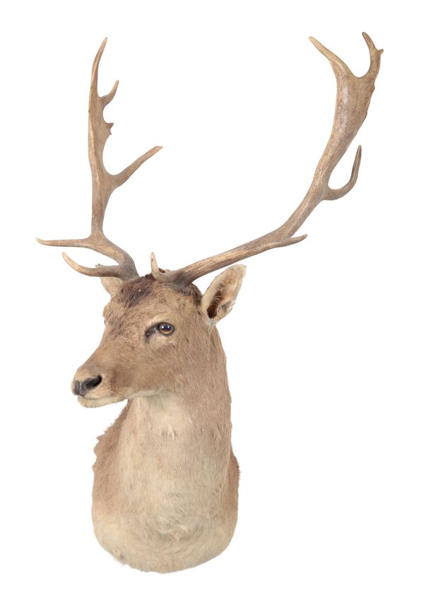 TAXIDERMY: A FALLOW BUCK NECK MOUNT