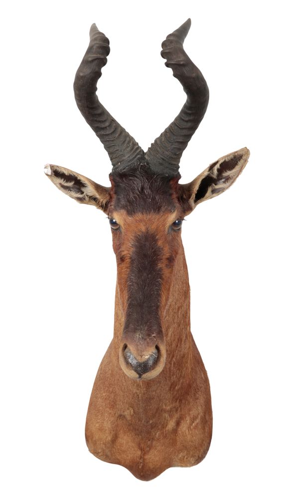 TAXIDERMY: A RED HARTEBEEST NECK MOUNT