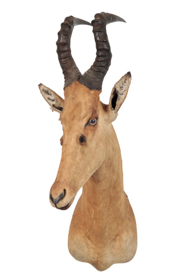 TAXIDERMY: A LELWEL HARTEBEEST NECK MOUNT