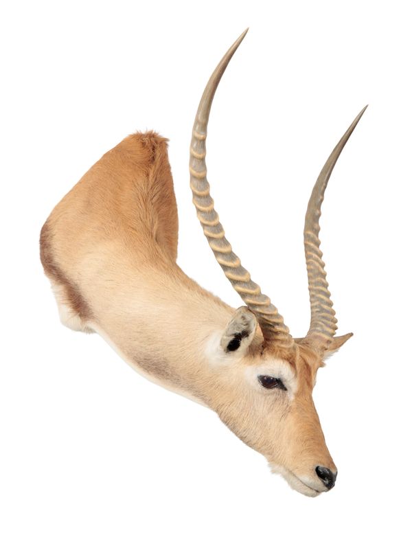 TAXIDERMY: A LECHWE (INTRODUCED) NECK MOUNT