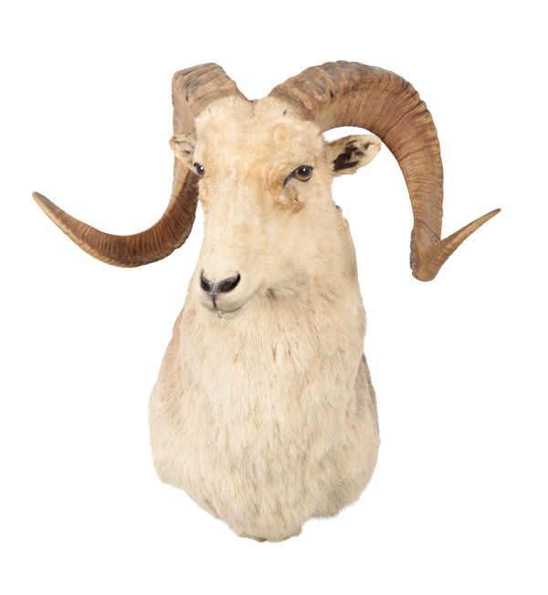 TAXIDERMY: A MARCO POLO SHEEP NECK MOUNT