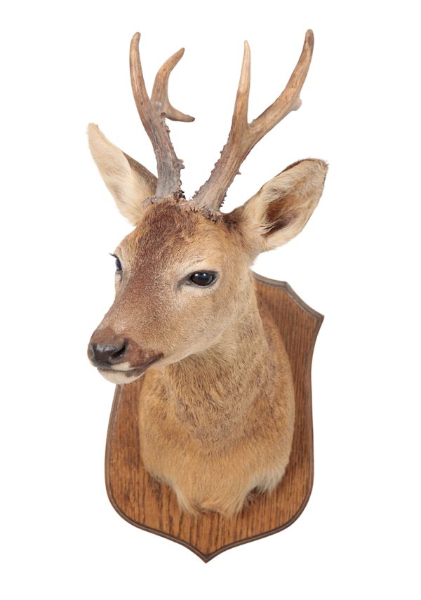 TAXIDERMY: A ROE DEER NECK MOUNT