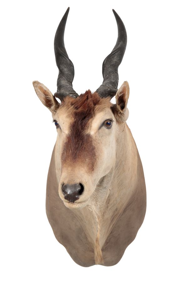 TAXIDERMY: A CAPE ELAND NECK MOUNT