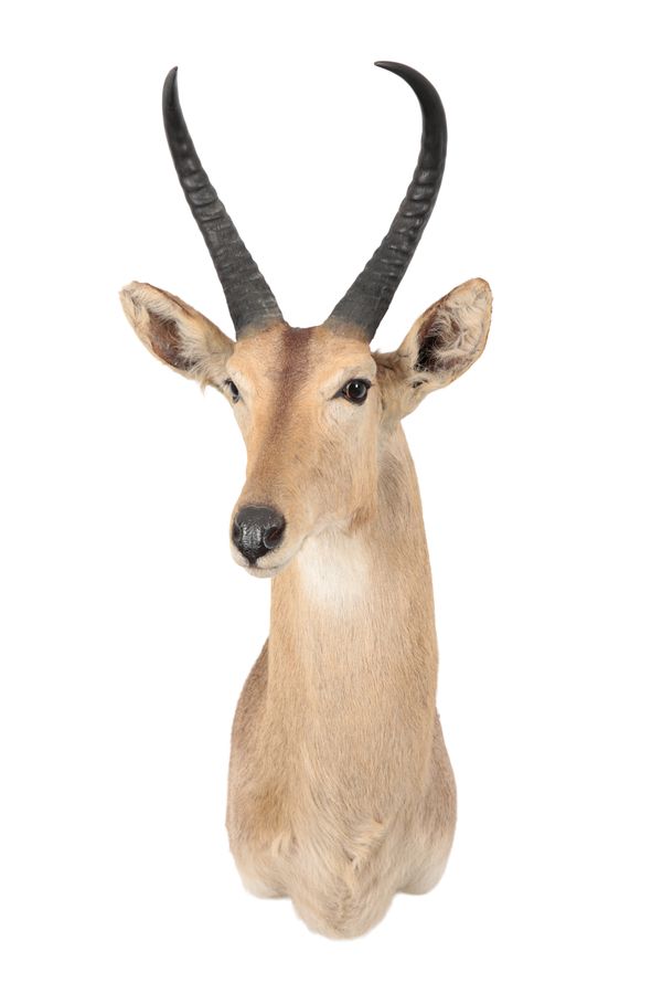 TAXIDERMY: A COMMON REEDBUCK NECK MOUNT