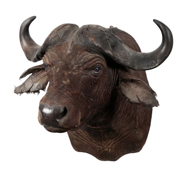 TAXIDERMY: A CAPE BUFFALO NECK MOUNT