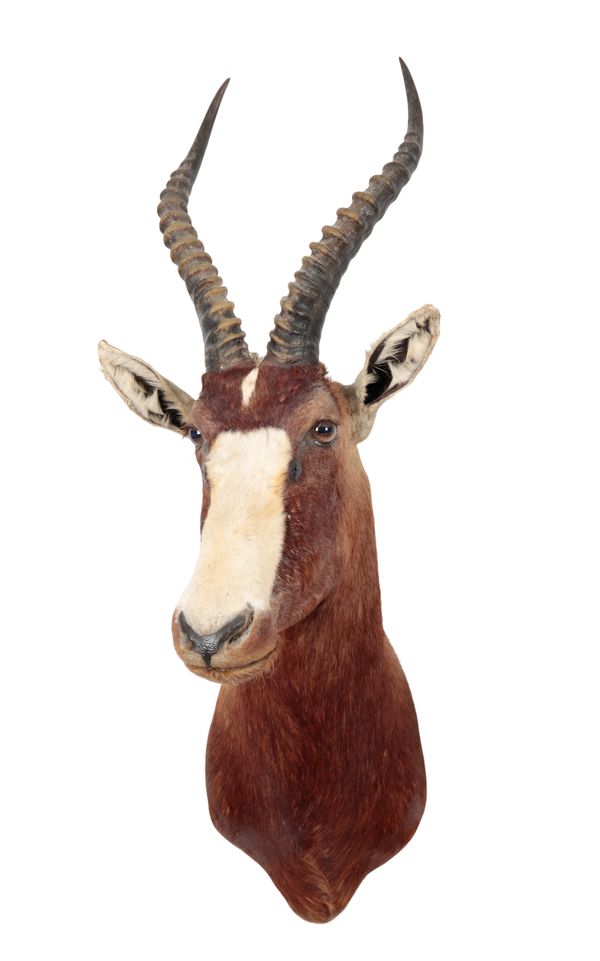 TAXIDERMY: A BLESBOK NECK MOUNT