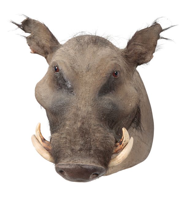 TAXIDERMY: A GIANT FOREST HOG NECK MOUNT