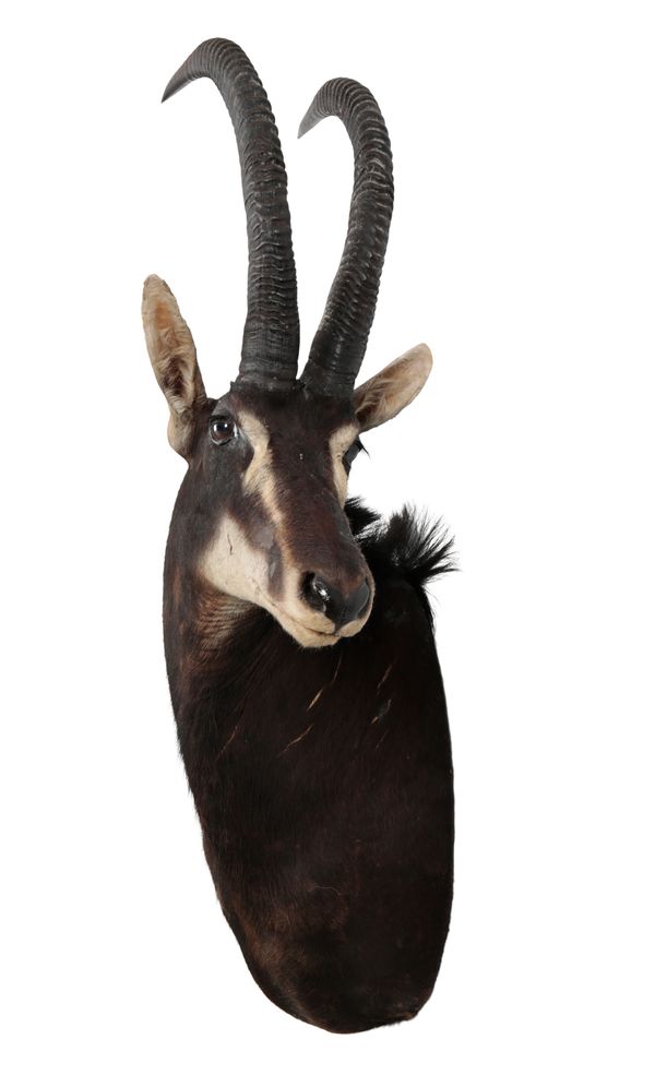 TAXIDERMY: A SABLE NECK MOUNT