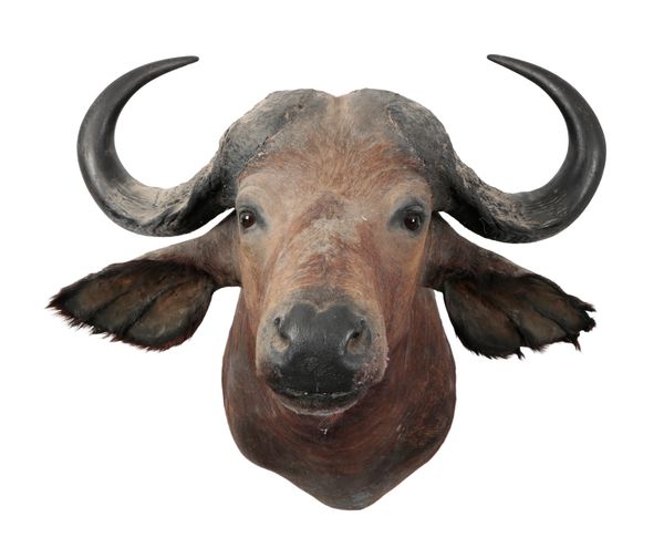 TAXIDERMY: A SOUTHERN CAPE BUFFALO NECK MOUNT