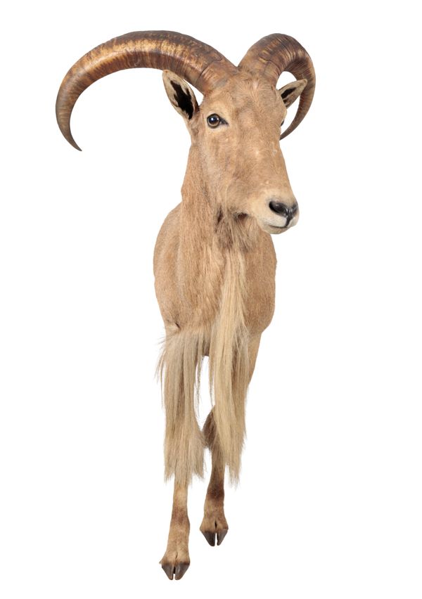 TAXIDERMY: A BARBARY SHEEP NECK MOUNT